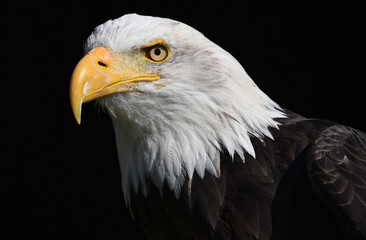 Obraz premium Weißkopfseeadler