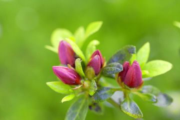 Pink azalea japonica buds