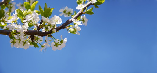 Spring nature blossom tree branch web background banner
