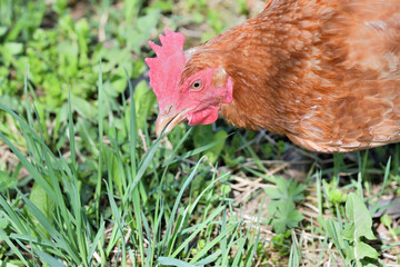 close up portrait of  domestic chicken eating on the grass farm	