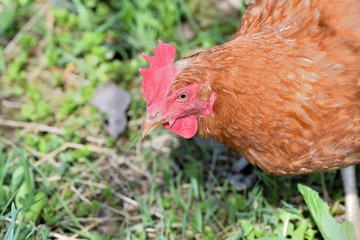close up portrait of  domestic chicken eating on the grass farm	