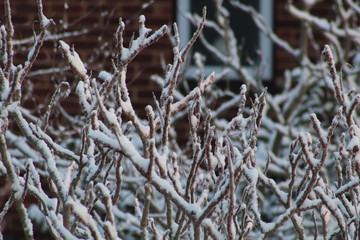 sticks frozen winter