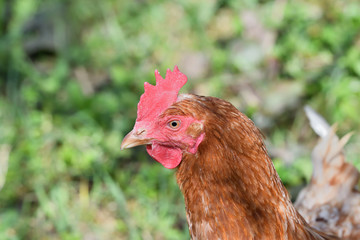 close up portrait of  domestic chicken eating on the grass farm	