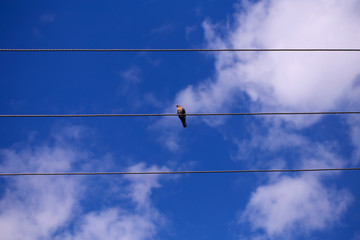 one little bird sitting on the wire