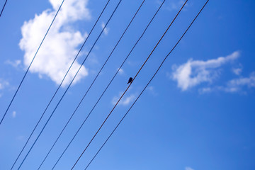one little bird sitting on the wire