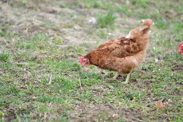 close up portrait of  domestic chicken eating on the grass farm	