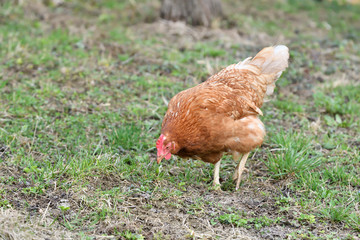 close up portrait of  domestic chicken eating on the grass farm	