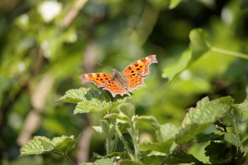 Papillon