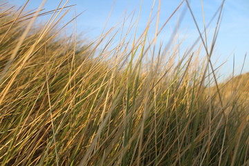 Beach grass