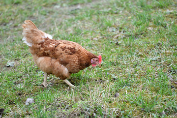 close up portrait of  domestic chicken eating on the grass farm	