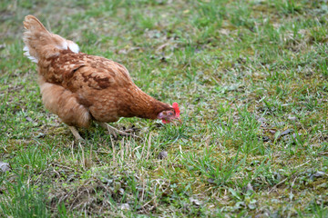 close up portrait of  domestic chicken eating on the grass farm	