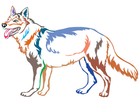 Colorful decorative standing portrait of Czechoslovakian Wolfdog vector illustration