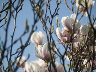magnolia rose pâle qui fleurit abondamment - un gros plan sur les boutons floraux