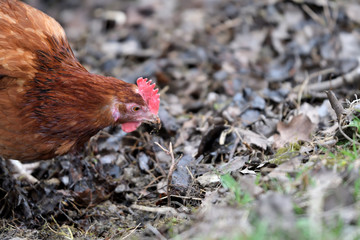 close up portrait of  domestic chicken eating on the grass farm	