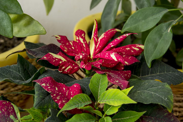 Red and white variegated poinsettia with dark green leaves  bloom in a pot among promissory flowers