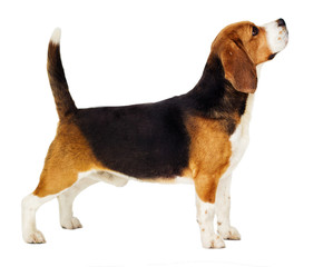 beagle dog stands sideways in full growth on a white background