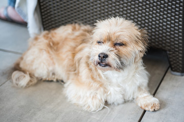 Shorky, ShiTzu Yorkshire Terrier Mischling auf dem Boden