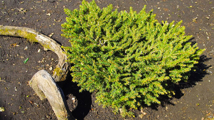 Dwarf spruce in the garden on a flowerbed.