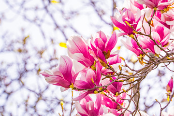 舞鶴城公園の紫木蓮