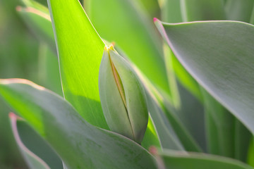 Obraz premium first tulips closed