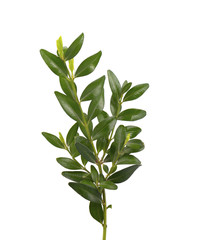 Boxwood branch isolated on a white background.