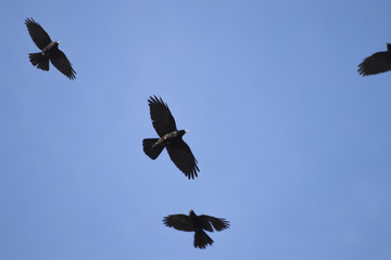 Flock of black corvus in a blue sky