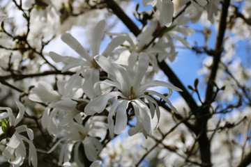Blüten einer Kobusmagnolie