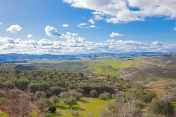 Landscape with olive grove in the spring
