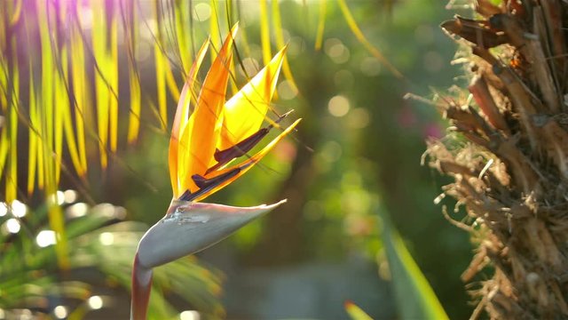 Video of bird of paradise flower in 4K