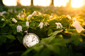 Golden pocket watch in a forest with anemone flowers