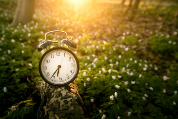 Alarm clock in the sunrise over a forest