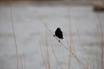 Red-Winged Blackbird 1