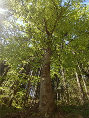 Trees in the forest. Slovakia