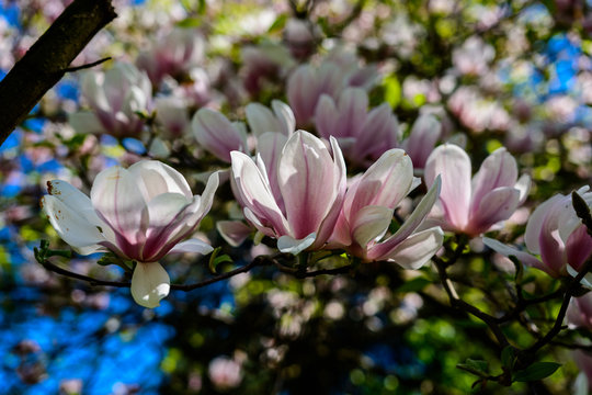 Fototapeta Magnolia. Arboretum Bolestraszyce