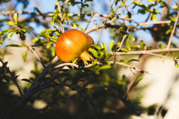  garnet grows on the tree