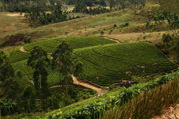 Fototapeta na wymiar tea plantations of Sri Lanka