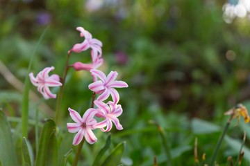 Fototapeta premium Pink flower in sunrise. Slovakia