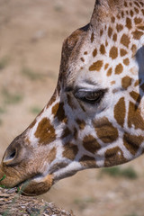Giraffe (Up Close)