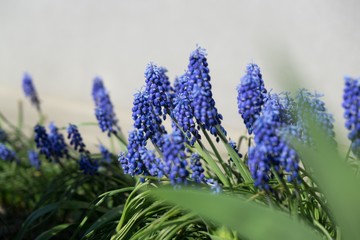 Blue Muscari flower. Slovakia
