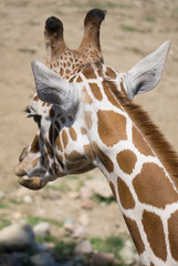 Obraz premium Giraffe (Profile)