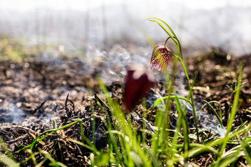 Chess flower in the fire.  Fire in the environmental protection area.