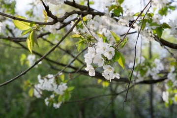Spring tree flowering white blooming tree. Slovakia