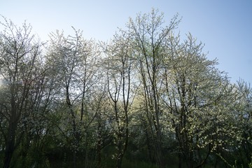 Obraz na płótnie Canvas Spring tree flowering white blooming tree. Slovakia