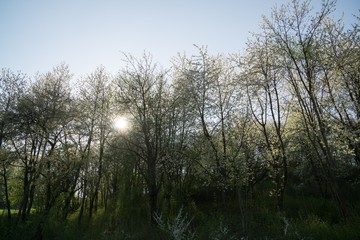 Obraz premium Spring tree flowering white blooming tree. Slovakia