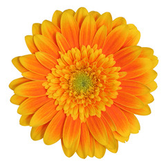 Beautiful Gerbera (Daisy) isolated on white background. Germany