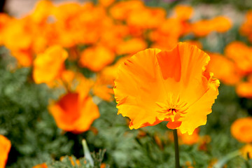 California Poppy with Frilled Petals
