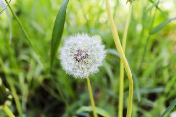 The dandelion