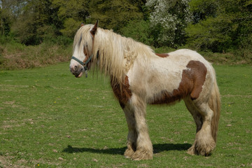 cob gypsy