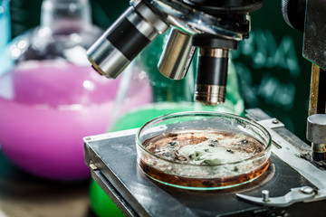 Mold under microscope in the school laboratory