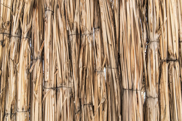 Background of linked reeds